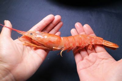 特大 天然赤エビ 2kg （約30尾） 送料無料 有頭 えび 赤海老 生食可